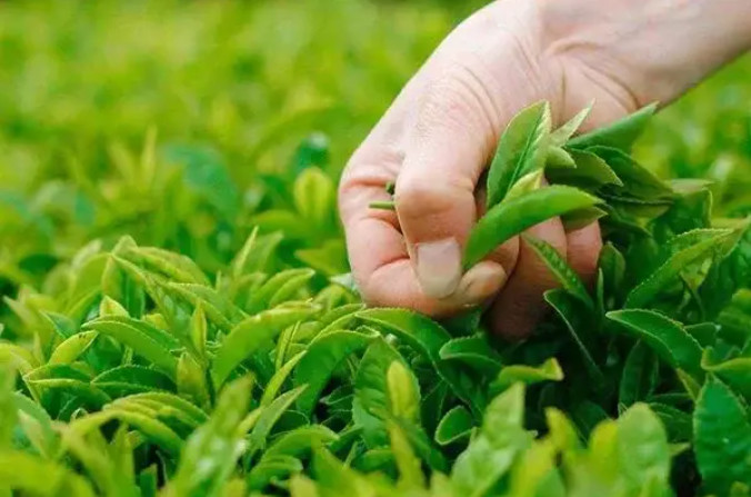 化肥、有機肥和生物菌肥可以混搭嘛？