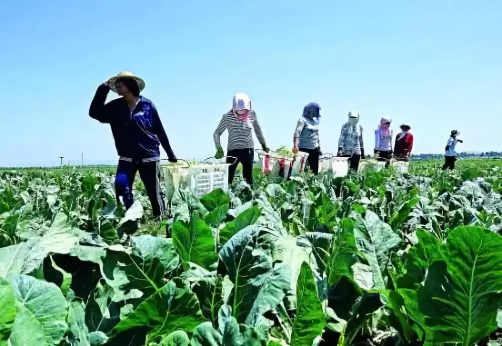 為什么要使用更多的有機肥料？看完你就明白了！